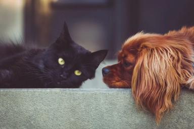 Ученые объяснили, почему кошки не ладят с собаками