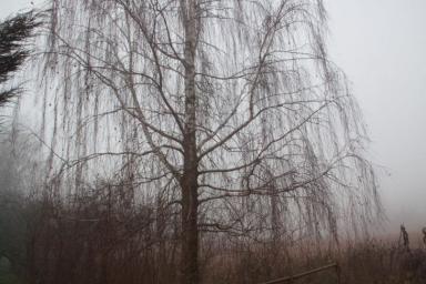 Туман, гололед, дожди. Вот такой будет погода в Беларуси 11 ноября