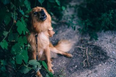 Почему воет собака: ветеринары перечислили основные причины