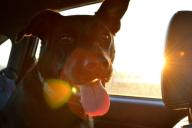 Специалисты объяснили, почему собаки облизывают человека на самом деле