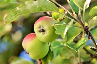 Профессиональные садоводы рассказали о главных преимуществах посадки карликовых яблонь