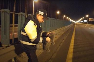 Сотрудники ГАИ спасли сбитого котенка на МКАД