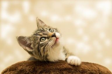 Ветеринары рассказывают, в каком возрасте котенку нужно сделать первую прививку