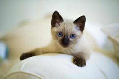 Размером с котенка: что известно о самой миниатюрной породе кошек