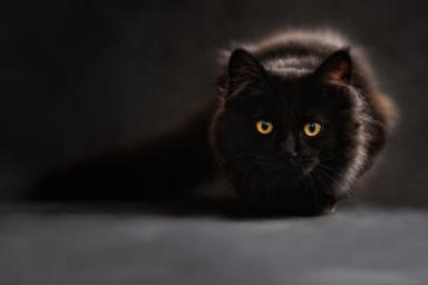 Специалисты объяснили, как черные кошки влияют на человека