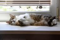 Стоит ли разрешать кошке спать на батарее? Мнение специалистов