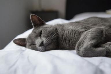 Эксперты назвали 5 причин, почему кошки любят спать прямо на голове у человека