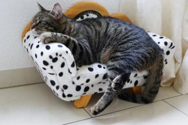 Почему кошка прячется, когда хочет спать: ученые назвали главные причины