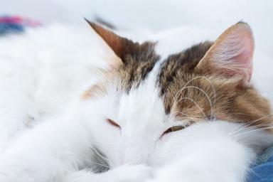 Ученые объяснили, почему кошки любят прятать нос во время сна