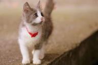 3 трудности, с которыми приходится сталкиваться владельцам кошек