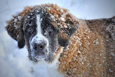 Скоро станет актуальным: необычный способ мытья-закаливания собаки снегом