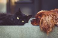 Почему кошки и собаки ходят за вами по пятам: зоологи назвали 5 причин