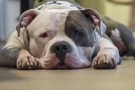 Кинологи объяснили, почему собака начинает паниковать из-за петард