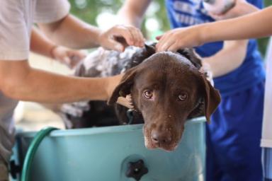 Как правильно мыть собаку: 5 нюансов, о которых многие забывают