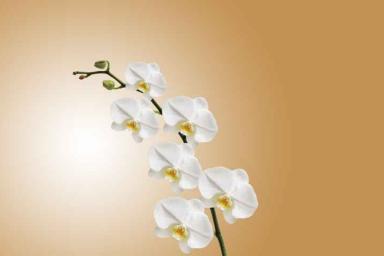 Три радикальных метода, которые помогут вашим орхидеям зацвести