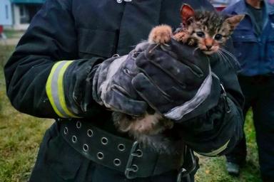 В Сморгонском районе сотрудники МЧС спасли котенка, застрявшего под капотом авто
