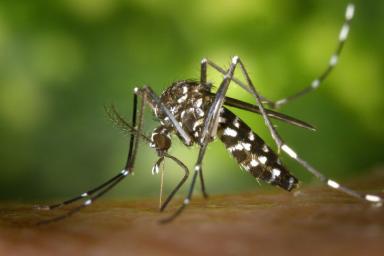 Ученые выяснили, что комары все-таки могут переносить коронавирус