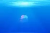 Ученые перечислили 5 любопытных фактов о самом глубоком месте планеты