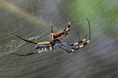 Можно ли убивать пауков, живущих в доме? Вот что говорят ученые