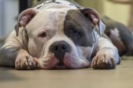 Кинологи перечислили 5 признаков собаки, которая на самом деле может напасть на человека