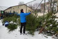 За сколько можно купить новогодние деревья на елочных базарах в Минске