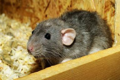 Специалист перечислила интересные факты о домашних крысах