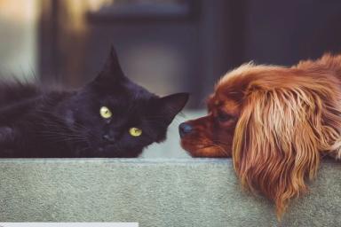 Как подружить кошку и собаку: специалисты назвали простой способ