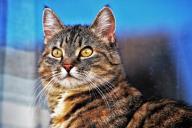 Зачем кошки смотрят в пустоту? Специалисты нашли простое объяснение