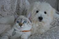 Как чувствуют себя кошки и собаки, если их отдают новому хозяину: ответ специалистов вас удивит