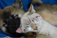 Почему кошки и собаки не всегда становятся друзьями: объяснение специалистов