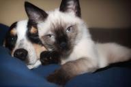 Как кошки и собаки влияют на людей: выводы ученых