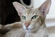 Какие породы кошек практически не линяют: специалисты составили список