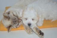 Почему собака ревнует к кошке: ученые нашли простое объяснение