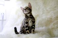 Почему кошка не хочет сидеть на руках у хозяина: эксперты назвали возможные причины