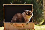 Какие 3 действия раздражают кошек: специалисты составили список