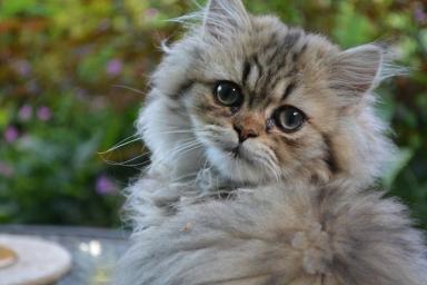 Какими особенностями обладают персидские кошки: об этом мало кто знает