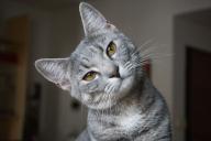 Стало известно, когда будет готова вакцина от COVID-19 для животных