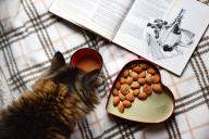 Зачем кошки нюхают пищу перед тем, как начать есть: специалисты нашли простое объяснение