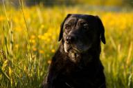 Как отучить собаку лаять попусту: советы эксперта