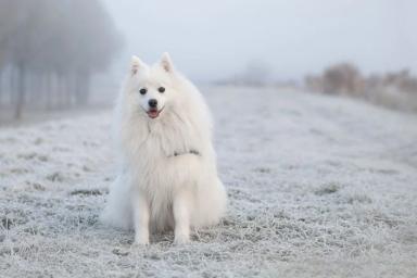 Как правильно позаботиться о собаке зимой: кинологи назвали 3 важных правила