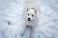 Как позаботиться о здоровье собаки в холода: советы специалиста