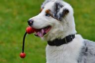 Какие 3 ошибки люди чаще всего совершают во время игры с собакой