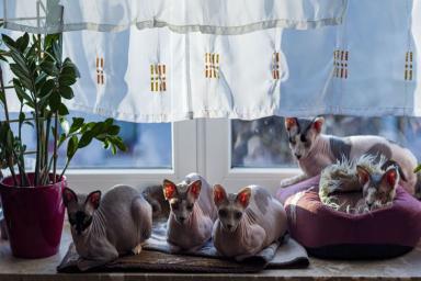 Развеян миф о безопасности лысых пород кошек для аллергиков