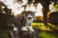 Почему котенок постоянно балуется и как его от этого отучить: советы специалистов