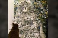 Пользователи Сети пытаются найти котенка, затаившегося на рождественской елке: попробуйте и вы 