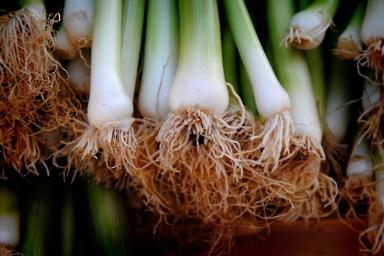 Как правильно выращивать лук-порей: ошибки дачников