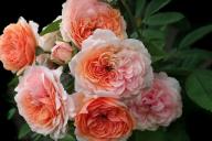 Какие цветы являются самыми дорогими в мире: вы удивитесь, в какую сумму обойдется букет