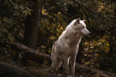 Что известно о гибридах собаки и волка: вы удивитесь