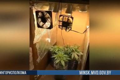 В Минском районе 27-летний парень соорудил в шкафу лабораторию по выращиванию конопли
