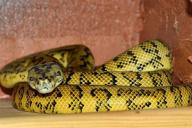 Житель Минска держит дома 19 удавов: вот зачем ему это надо